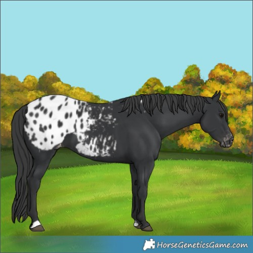 Horse Color:Black Blanket 