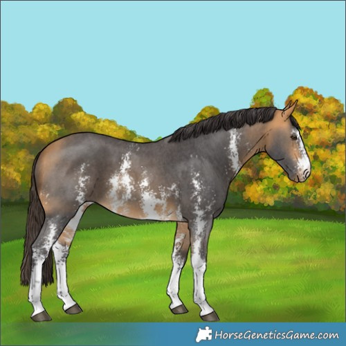 Horse Color:Buckskin Sabino