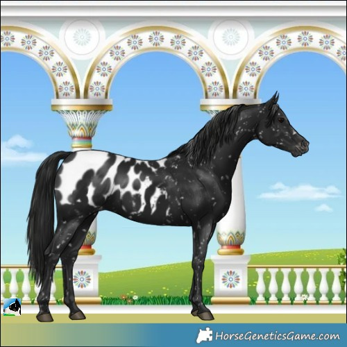 Horse Color:Gray Black Blanket 