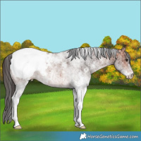 Horse Color:White Spotted Bay Snowcap