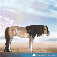 Horse Color:Buckskin Sabino 