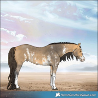 Horse Color:Buckskin Sabino 