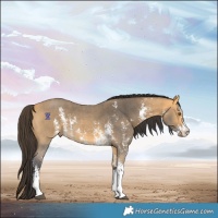 Horse Color:Buckskin Sabino 