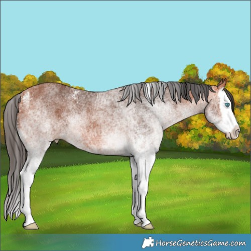 Horse Color:White Spotted Bay Splash 