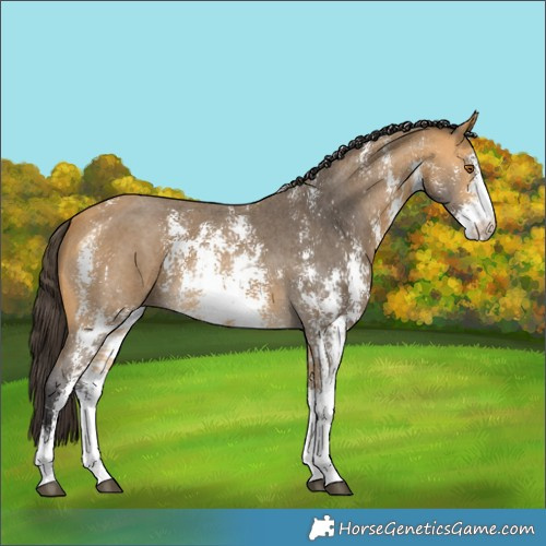 Horse Color:Buckskin Sabino 