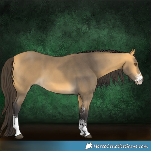 Horse Color:Buckskin Sabino 