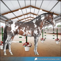 Horse Color:White Spotted Brown Sabino 