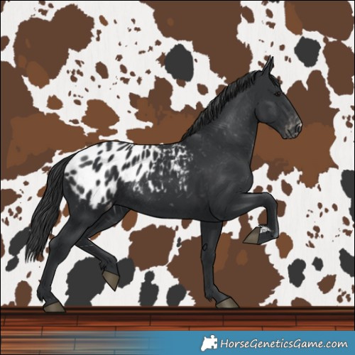 Horse Color:Black Blanket Rabicano