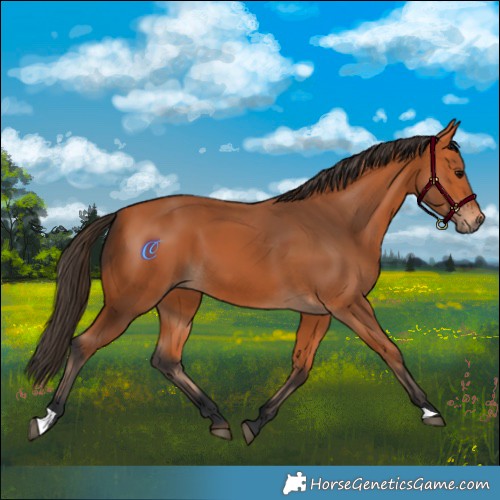 Horse Color:Bay 