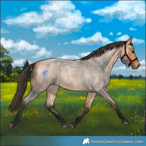 Horse Color:Buckskin Roan 