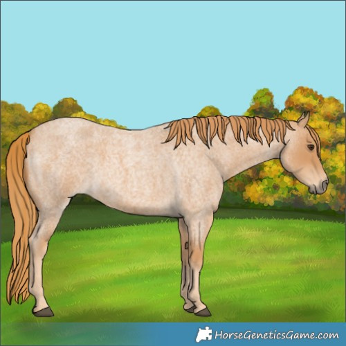 Horse Color:Red Roan 