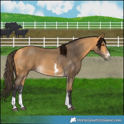 Horse Color:Buckskin Sabino 