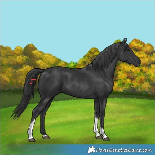 Horse Color:Black Tobiano Rabicano