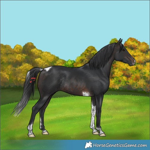 Horse Color:Brown Tobiano Rabicano
