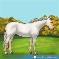 Horse Color:Palomino Roan Dun 