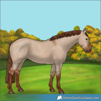Horse Color:Red Dun