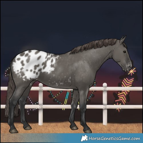 Horse Color:Grullo Blanket