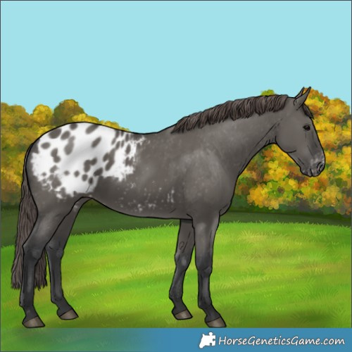Horse Color:Grullo Blanket