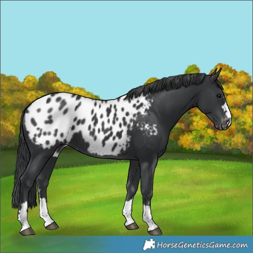 Horse Color:Black Blanket