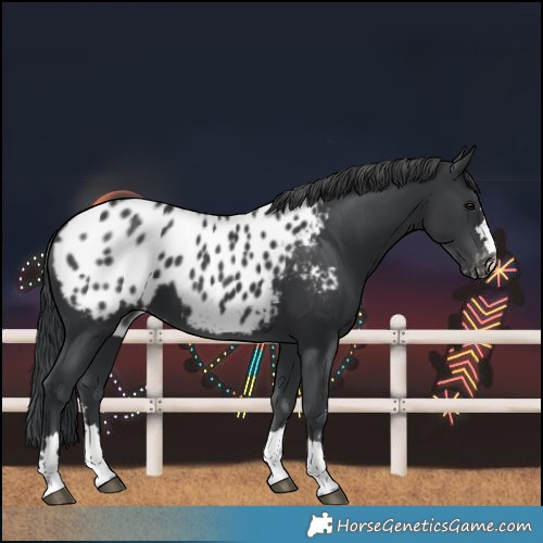 Horse Color:Black Blanket 