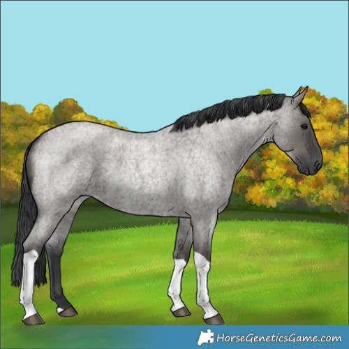 Horse Color:Grullo Roan Tobiano