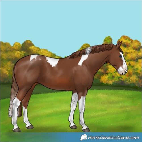 Horse Color:Chestnut Splash Tobiano 
