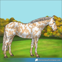 Horse Color:Palomino Dun Appaloosa