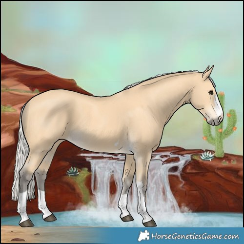 Horse Color:Silver Buckskin 