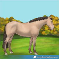 Horse Color:Amber Champagne