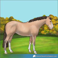 Horse Color:Amber Champagne