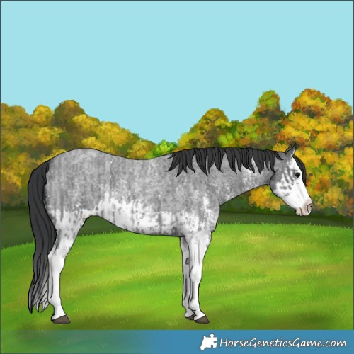 Horse Color:Blue Roan Sabino Splash  and Blue Roan Sabino Splash 