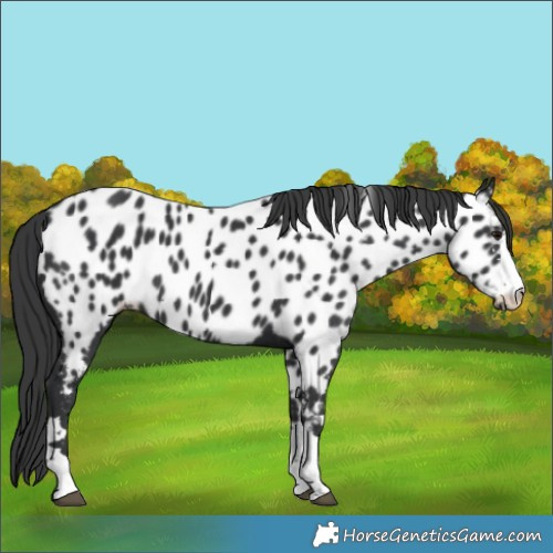 Horse Color:Black Near Leopard 