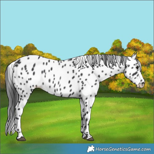 Horse Color:Black Appaloosa