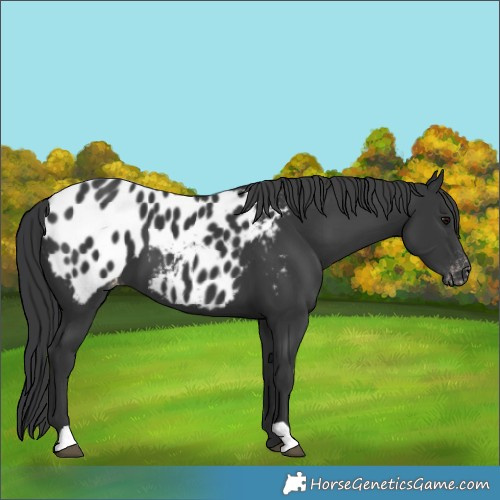 Horse Color:Black Near Leopard