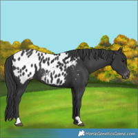 Horse Color:Black Near Leopard 