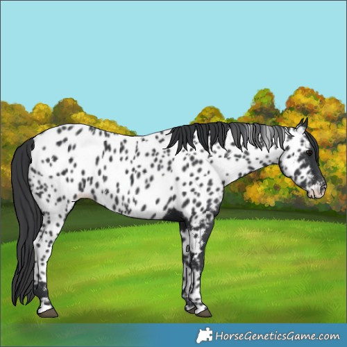 Horse Color:Black Near Leopard 
