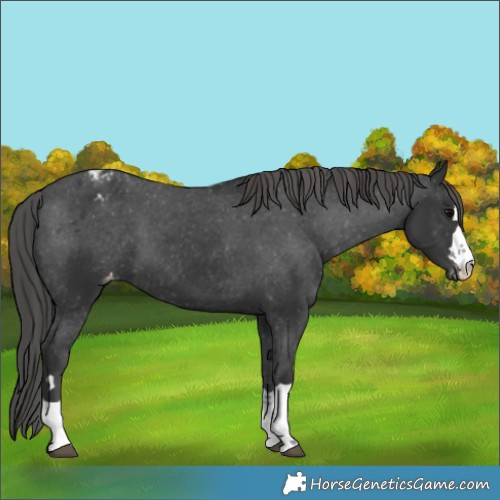 Horse Color:Black Varnish 