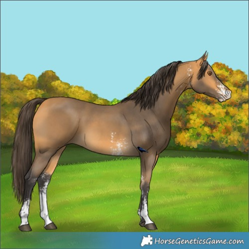 Horse Color:Buckskin Sabino
