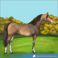 Horse Color:Buckskin Sabino
