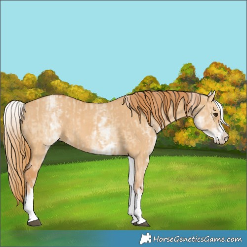 Horse Color:White Spotted Red Dun Rabicano and White Spotted Red Dun Rabicano