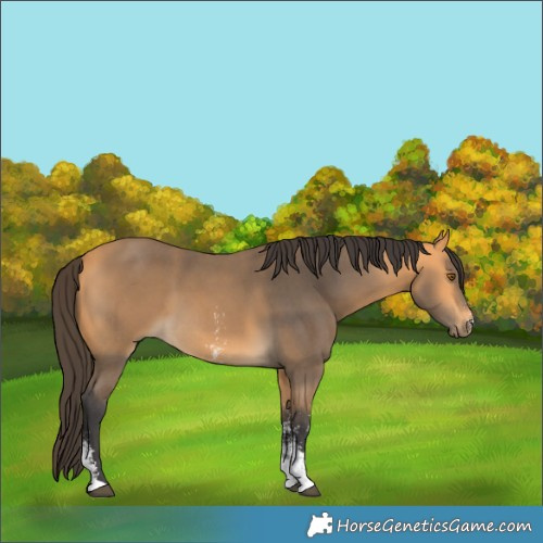 Horse Color:Buckskin Sabino 