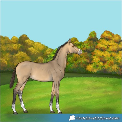 Horse Color:Buckskin Dun Sabino 