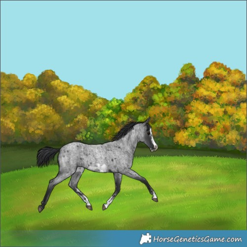 Horse Color:Blue Roan Sabino Splash  and Blue Roan Sabino Splash Frame 