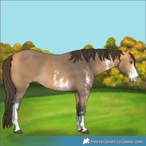 Horse Color:Buckskin Sabino