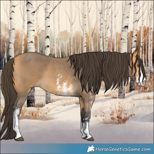 Horse Color:Buckskin Sabino 