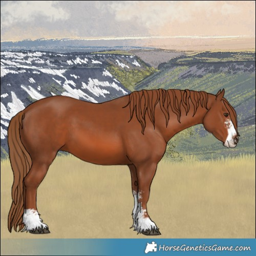 Horse Color:Chestnut Sabino 