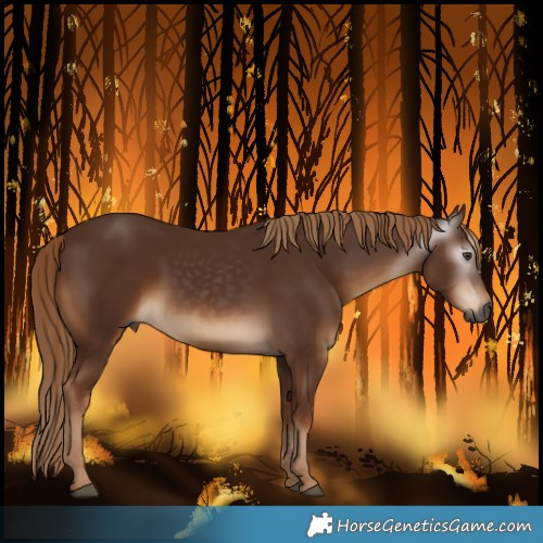 Horse Color:Gray Chestnut