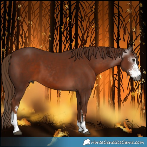 Horse Color:Gray Chestnut Sabino 