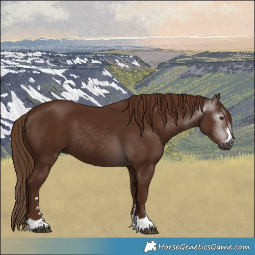 Horse Color:Gray Chestnut