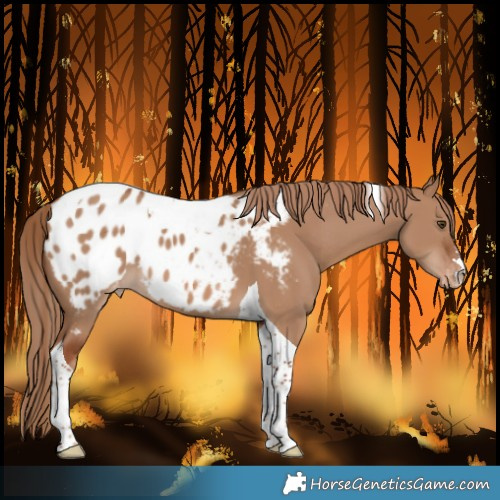 Horse Color:Red Dun Tobiano Blanket